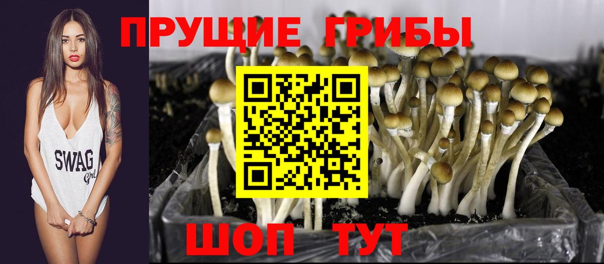 Псилоцибиновые грибы Psilocybe  магазин продажи наркотиков  Бердск  Вход с VPN 